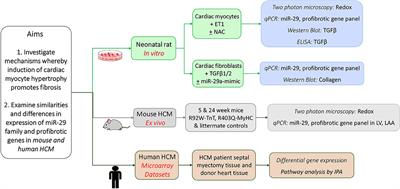 Differences in microRNA-29 and Pro-fibrotic Gene Expression in Mouse and Human Hypertrophic Cardiomyopathy